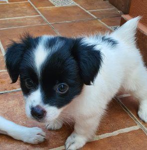 Meet your Posher, Olga